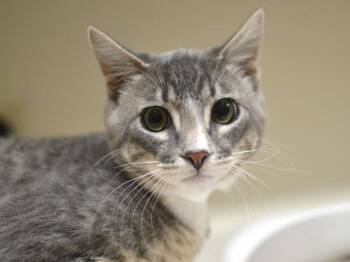 Domestic Short Hair Cats Available for Adoption - Little Brother | PetCurious