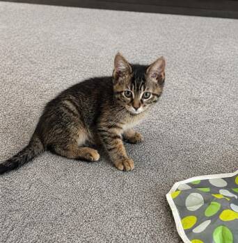 April IL -  Domestic Short Hair Cat for Adoption in Fort Lupton, Colorado - April IL | PetCurious