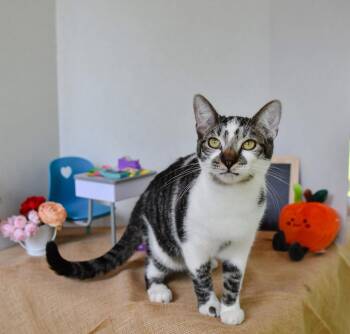Rescue Domestic Short Hair Cats for Adoption in Hermitage, Pennsylvania - Angus | PetCurious