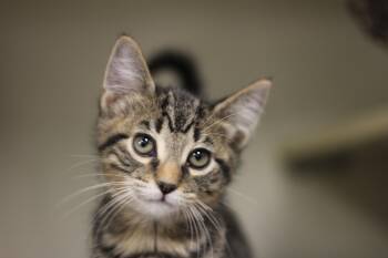 Rescue Domestic Short Hair Cats for Adoption in Rockford, Illinois - Bubba | PetCurious
