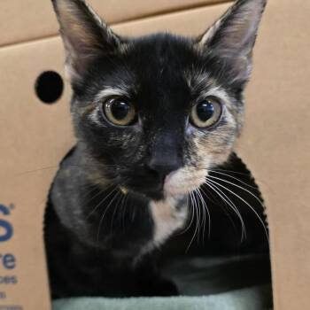 Starlight -  Domestic Short Hair Cat for Adoption - Starlight | PetCurious