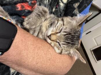 Shirley -  Domestic Short Hair Cat for Adoption in Fruit Heights, Utah - Shirley | PetCurious