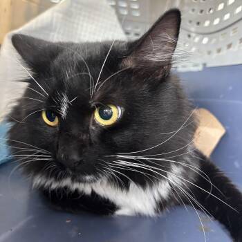 Skunkie -  Domestic Long Hair Cat for Adoption in Melrose, Massachusetts - Skunkie | PetCurious