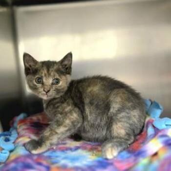 Kendall -  Domestic Short Hair Cat Available for Adoption in Madison, Wisconsin - Kendall | PetCurious