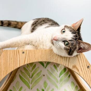 Rescue Domestic Short Hair Cats for Adoption in Decherd, Tennessee - Waffles | PetCurious