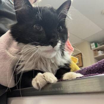 Shadow - Gentle Companion -  Domestic Medium Hair Cat Available for Adoption in Flagstaff, Arizona - Shadow - Gentle Companion | PetCurious