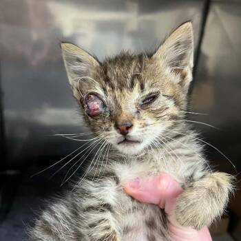 SVAS-Stray-38808 -  Domestic Short Hair Cat for Adoption in Lyndhurst, Virginia - SVAS-Stray-38808 | PetCurious