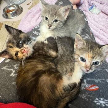 Winfred -  Domestic Short Hair Cat for Adoption in Houston, Texas - Winfred | PetCurious