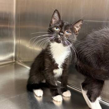 Pico -  Domestic Short Hair Cat for Adoption in Morganton, North Carolina - Pico | PetCurious