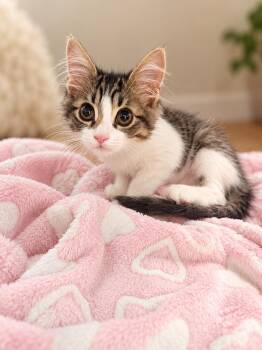 Jasmine -  Domestic Short Hair Cat for Adoption in Rio Linda, California - Jasmine | PetCurious