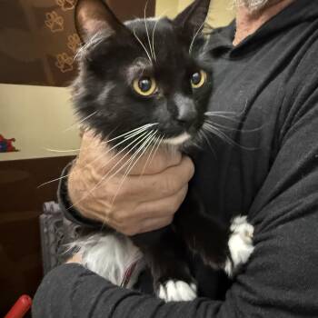 Silly -  Tuxedo Cat for Adoption in Las Vegas, Nevada - Silly | PetCurious