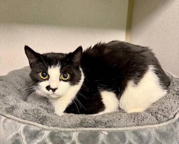 Rescue Domestic Short Hair Cats for Adoption in Winter Haven, Florida - Stanley | PetCurious