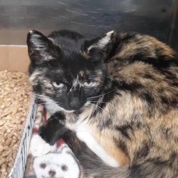 Domestic Medium Hair Cats Available for Adoption in Newport, Tennessee - Callie | PetCurious