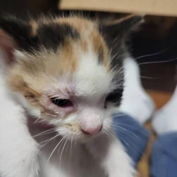 Maplebee -  Domestic Short Hair Cat for Adoption in Monroe, Michigan - Maplebee | PetCurious