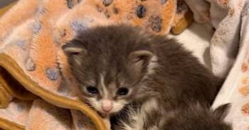 Janus -  Domestic Medium Hair Cat for Adoption in Virginia Beach, Virginia - Janus | PetCurious