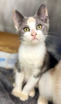 Madame -  Domestic Short Hair Cat for Adoption in Danielsville, Georgia - Madame | PetCurious