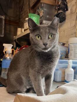 Rescue Domestic Short Hair Cats for Adoption in New York, New York - Kelly | PetCurious