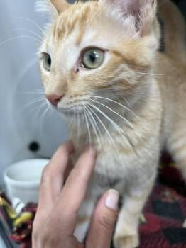 Domestic Short Hair Cats Available for Adoption in Dayton, Minnesota - Ginger | PetCurious