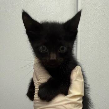 Piplup -  Domestic Short Hair Cat for Adoption in Abilene, Texas - Piplup | PetCurious
