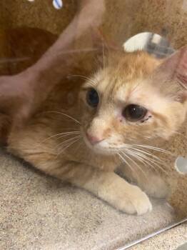 ZIGGY -  Domestic Short Hair Cat for Adoption in West Valley City, Utah - ZIGGY | PetCurious
