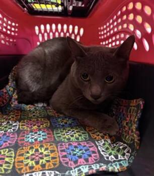 A882788 -  Domestic Short Hair Cat for Adoption in Camarillo, California - A882788 | PetCurious