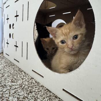 Calvin -  Domestic Short Hair Cat for Adoption in Landenberg, Pennsylvania - Calvin | PetCurious