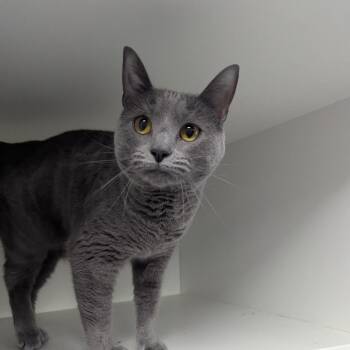 Lucy -  Domestic Short Hair and Mixed Breed Cat for Adoption in Jeffersonville, Indiana - Lucy | PetCurious