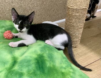 Rescue Domestic Short Hair and Tuxedo Cats for Adoption in Mccormick, South Carolina - Isaac | PetCurious