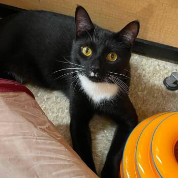 Frito -  Domestic Short Hair Cat for Adoption in Buffalo, New York - Frito | PetCurious