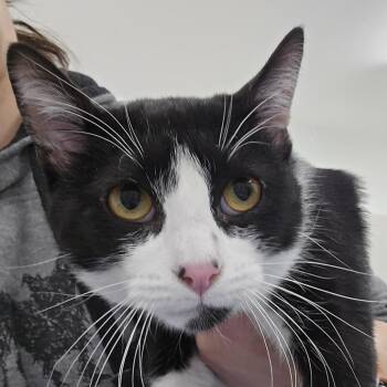 Domestic Short Hair Cats Available for Adoption - Joey | PetCurious