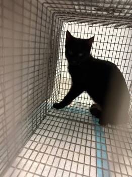 Rescue Domestic Short Hair Cats for Adoption in New Braunfels, Texas - Cronk | PetCurious