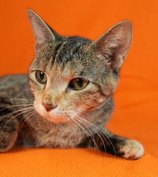 Rescue Domestic Short Hair Cats for Adoption in Minneapolis, Minnesota - Tina | PetCurious
