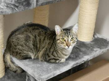 Mrs. Kipling -  Domestic Short Hair Cat for Adoption in Fairhope, Alabama - Mrs. Kipling | PetCurious