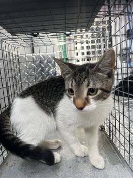 A138609 -  Domestic Short Hair Cat for Adoption in Palmetto, Florida - A138609 | PetCurious