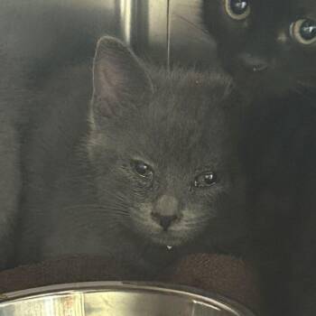 Mother Gothel -  Domestic Short Hair Cat for Adoption in Asheville, North Carolina - Mother Gothel | PetCurious