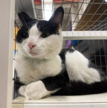 Domestic Short Hair Cats Available for Adoption in Peoria, Illinois - ANGEL | PetCurious