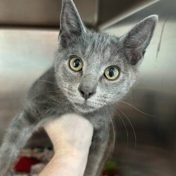 Scout -  Domestic Short Hair Cat for Adoption in Matteson, Illinois - Scout | PetCurious