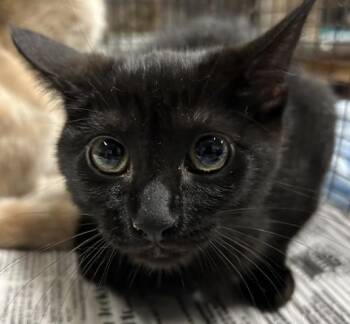 Domestic Medium Hair Cats Available for Adoption in Pensacola, Florida - DEB | PetCurious
