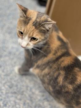 Sandy -  Domestic Short Hair Cat for Adoption in Stafford, Virginia - Sandy | PetCurious
