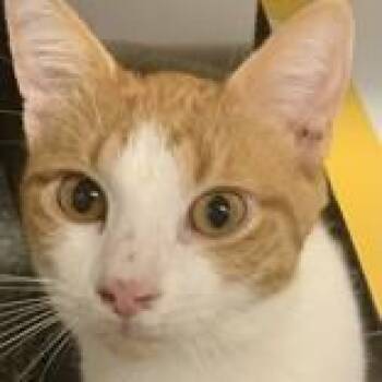 Louie -  Domestic Short Hair Cat for Adoption in Hilliard, Ohio - Louie | PetCurious