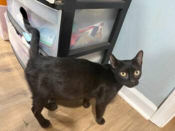 Mystical -  Domestic Short Hair Cat for Adoption in Lovingston, Virginia - Mystical | PetCurious