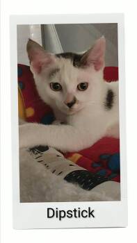 Dipstick -  Domestic Short Hair Cat for Adoption in Caistor Centre, Ontario - Dipstick | PetCurious