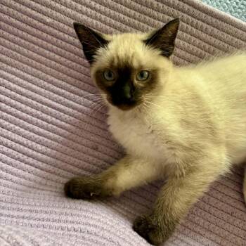 Siamese Cats Available for Adoption - Cyrus | PetCurious