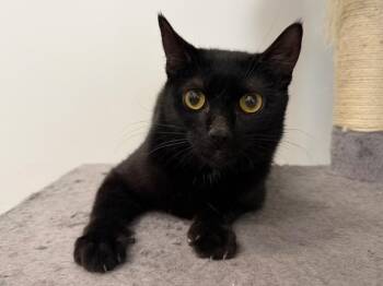 Neptune -  Domestic Short Hair Cat for Adoption in Powell, Ohio - Neptune | PetCurious