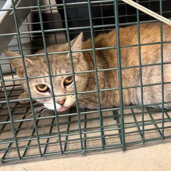 Kitty -  Domestic Short Hair Cat for Adoption in Morganton, North Carolina - Kitty | PetCurious