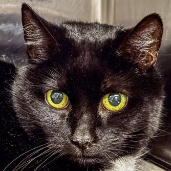 Domestic Short Hair Cats Available for Adoption - Minnie | PetCurious