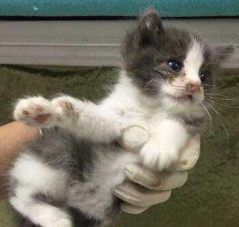 Domestic Short Hair Cats Available for Adoption in Riverside, California - A1910934 | PetCurious