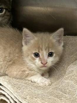 Peach Tart -  Domestic Short Hair Cat for Adoption in Kansas City, Missouri - Peach Tart | PetCurious