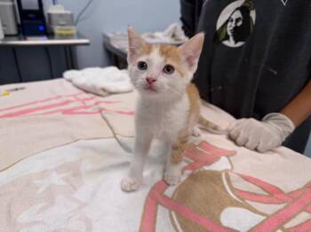 Jemali -  Domestic Short Hair Cat for Adoption in Raleigh, North Carolina - Jemali | PetCurious