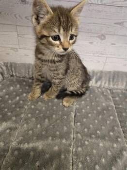 Domestic Short Hair Cats Available for Adoption in Modesto, California - A609214 | PetCurious